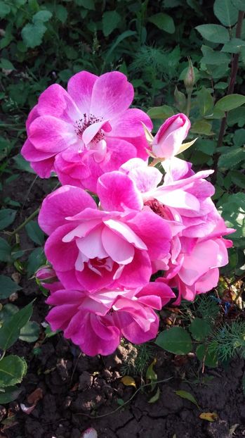  - Regensberg sau Pink Kokodin