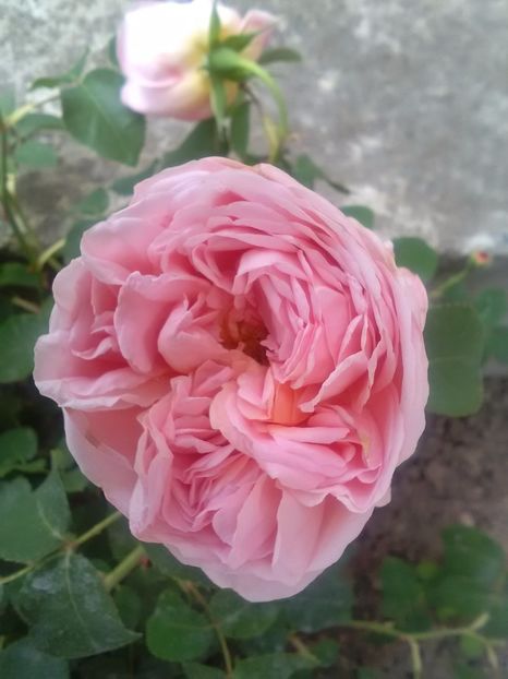  - Dames de Chenonceau