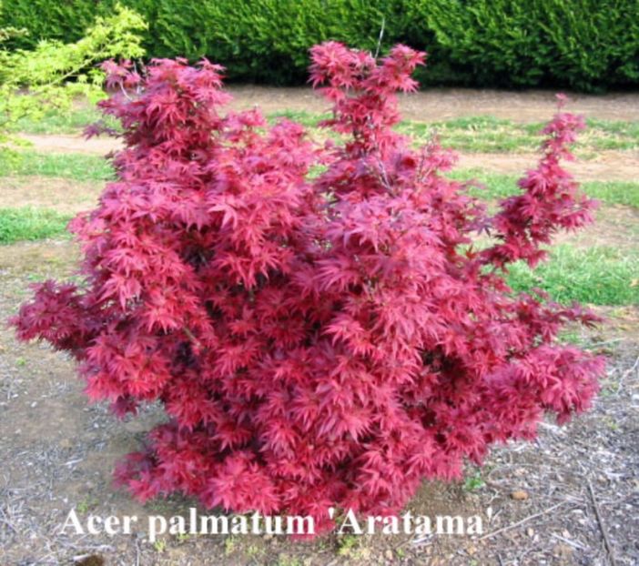 Acer palmatum Aratama - ARTARI JAPONEZI DE VANZARE