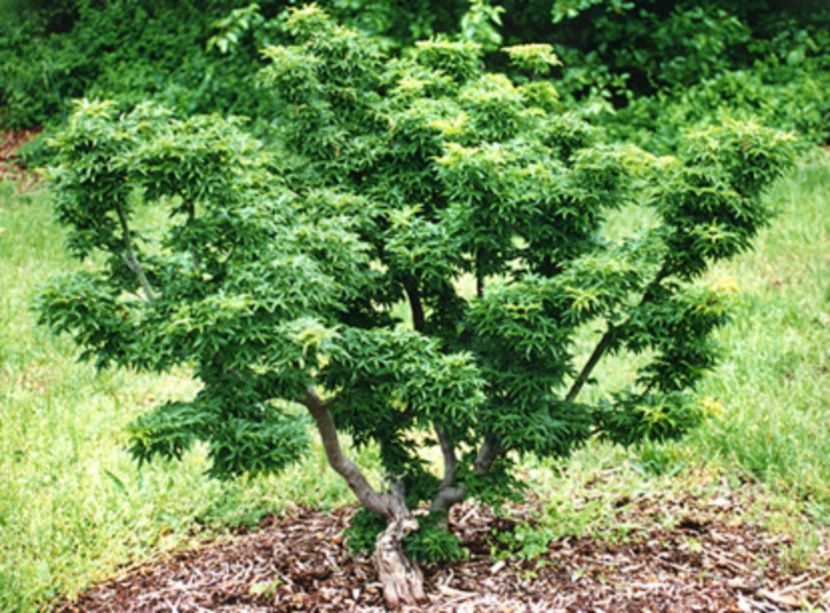 Acer palmatum Shishigashira - ARTARI JAPONEZI DE VANZARE