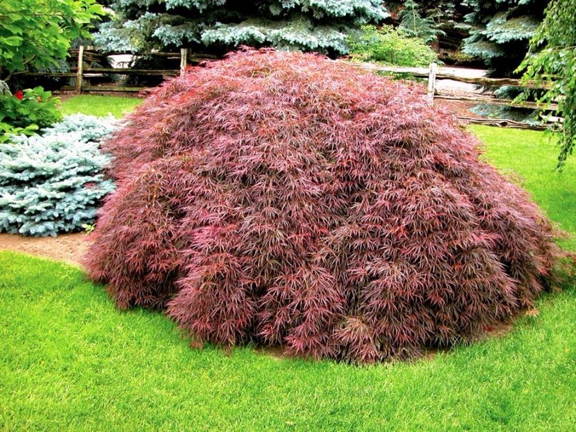 Acer palmatum Tamakuyama - ARTARI JAPONEZI DE VANZARE