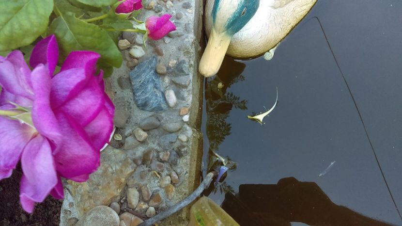  - Young licidas ausvibrant