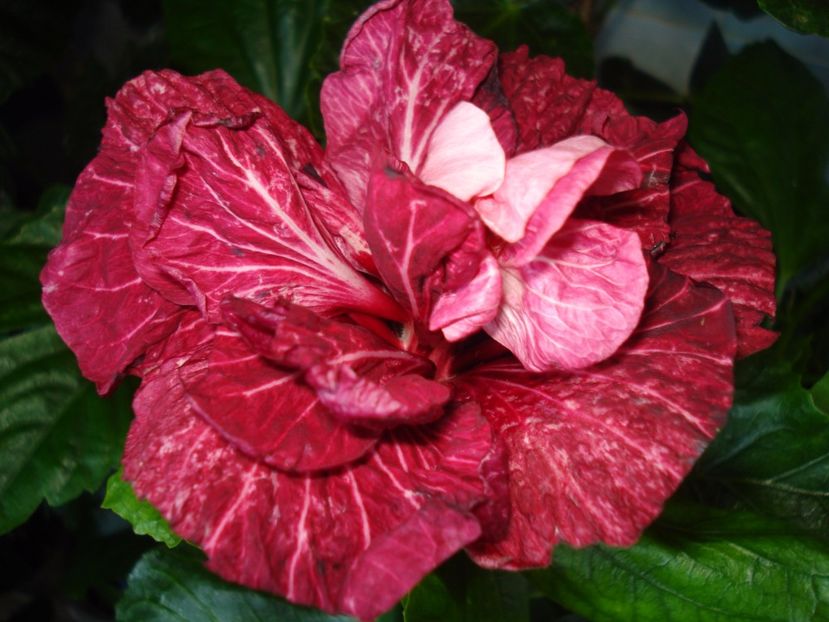  - HIBISCUS 2017