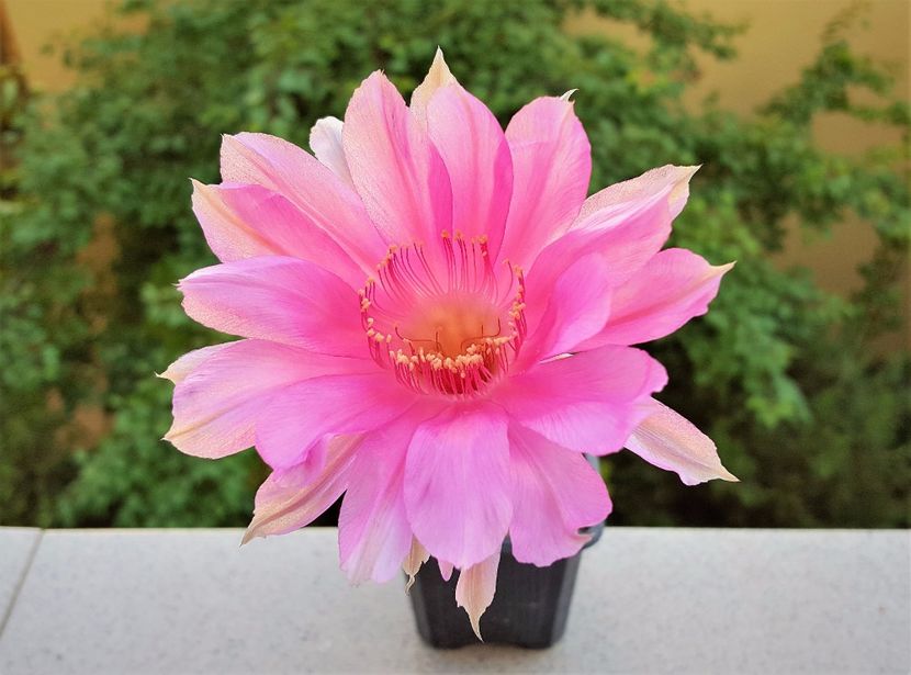 Echinopsis Lorenza - Cactusi si suculente