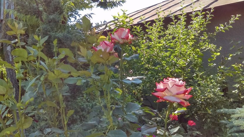  - trandafir pomisor altoit de mine printesa farah