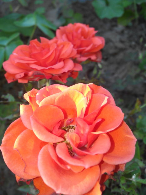  - Flori din gradina 2017