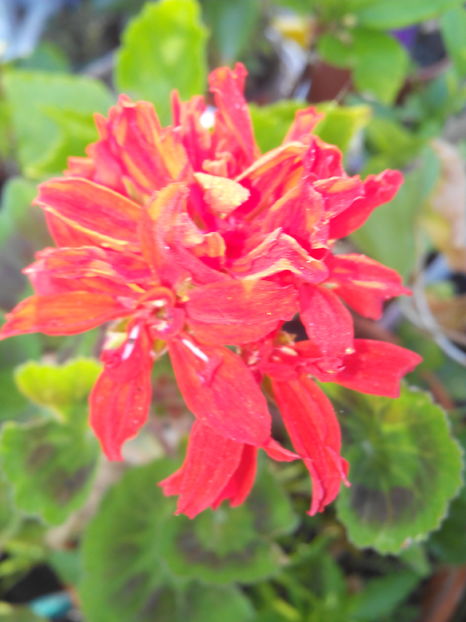  - Flori din gradina 2017