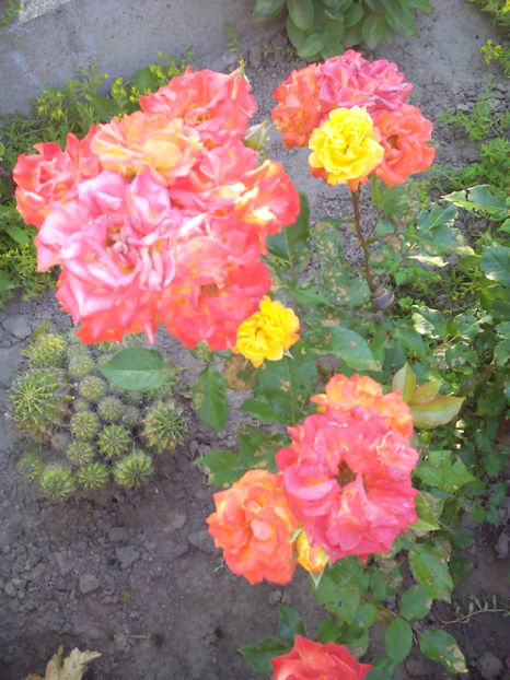  - Flori din gradina 2017