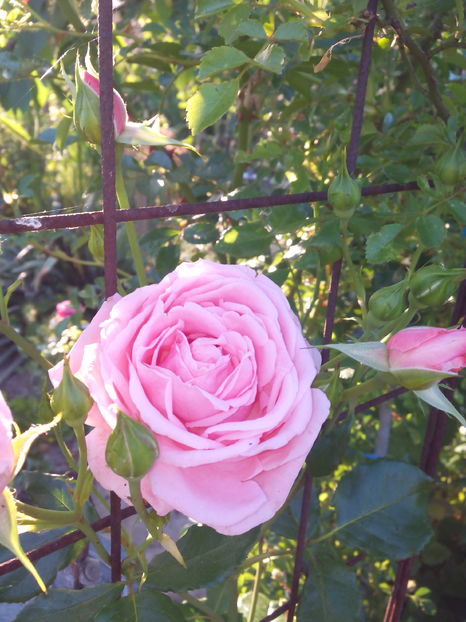  - Flori din gradina 2017