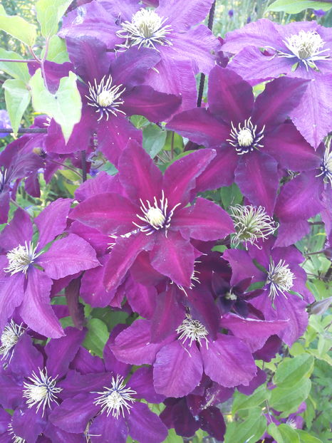  - Flori din gradina 2017