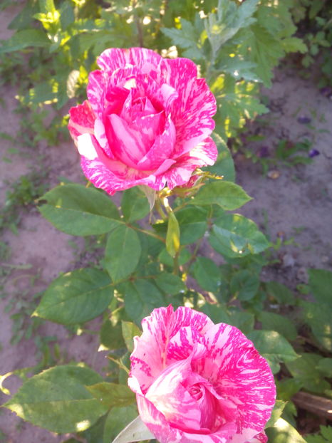  - Flori din gradina 2017