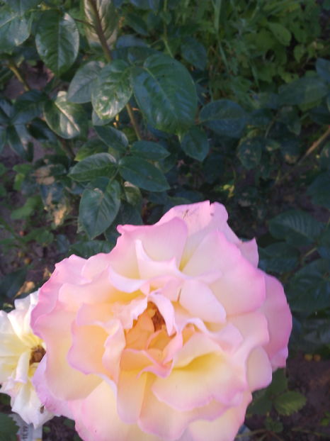  - Flori din gradina 2017