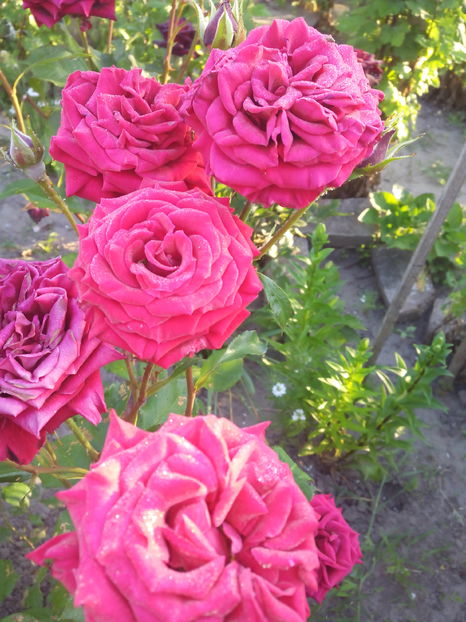  - Flori din gradina 2017