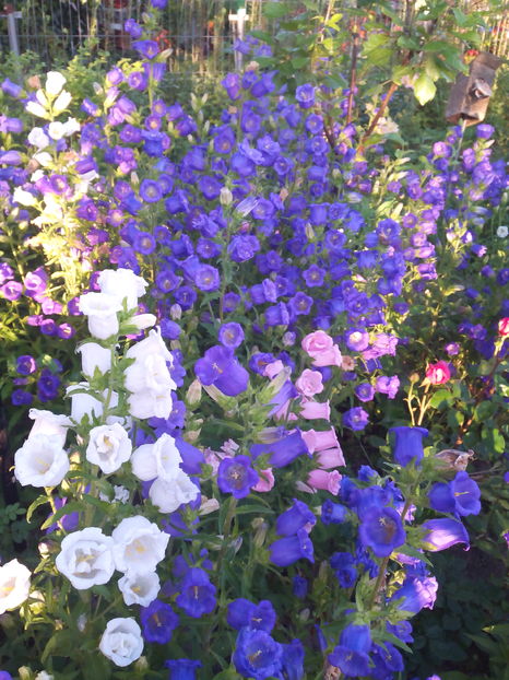  - Flori din gradina 2017