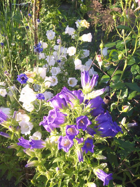  - Flori din gradina 2017