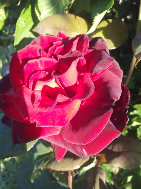  - Flori din gradina 2017