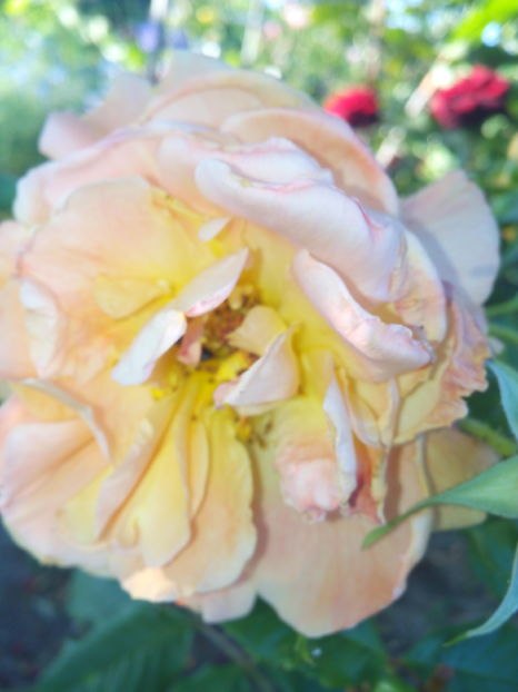  - Flori din gradina 2017