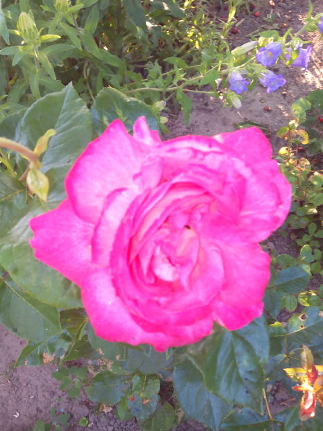  - Flori din gradina 2017