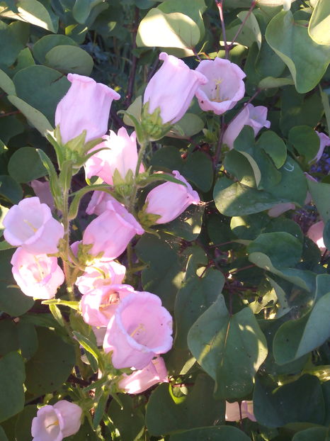  - Flori din gradina 2017