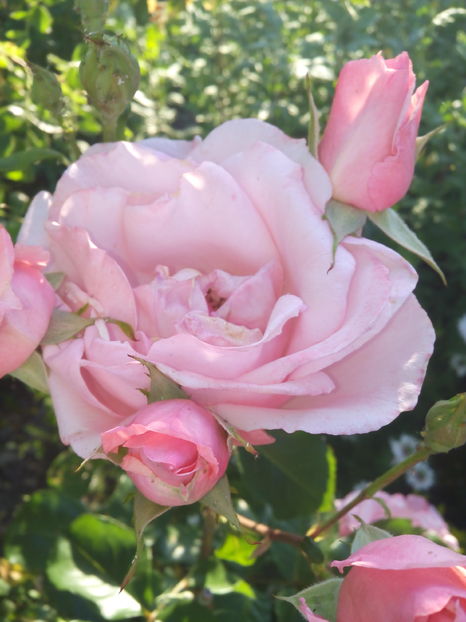  - Flori din gradina 2017