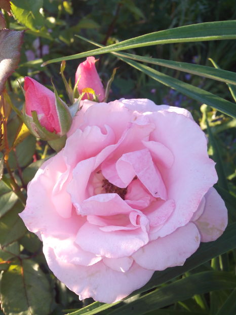  - Flori din gradina 2017