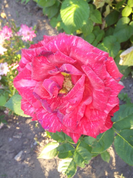  - Flori din gradina 2017