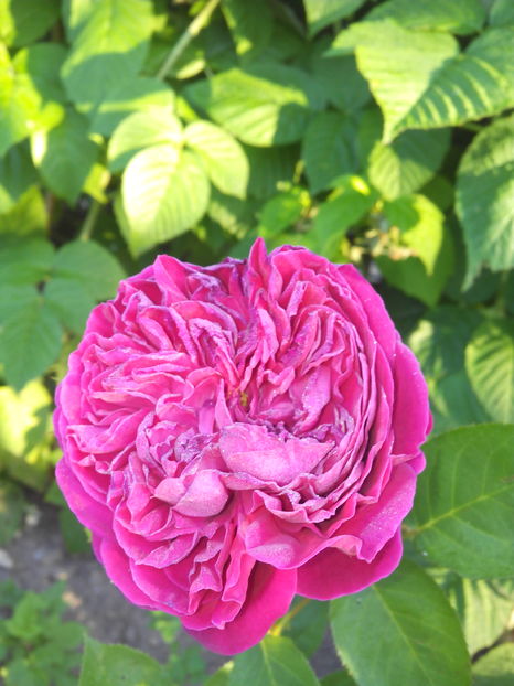  - Flori din gradina 2017