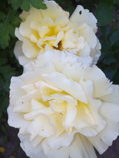  - Flori din gradina 2017