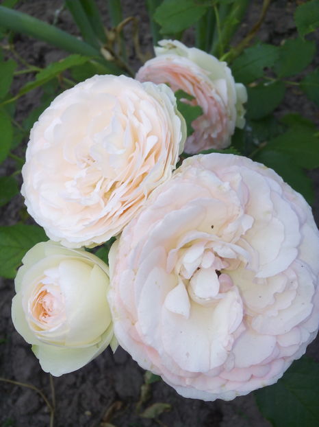  - Flori din gradina 2017