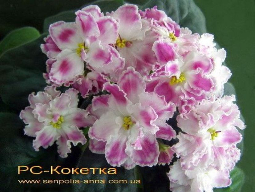 RS Koketka - 000 violetele africane de colectie