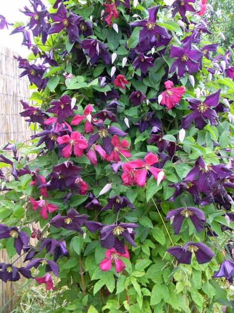 Romantika/Mme Julia Correvon - Clematite 2017