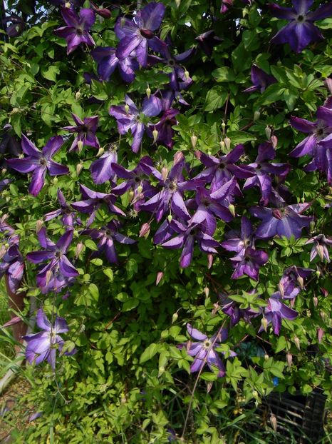 Venosa violacea - Clematite 2017