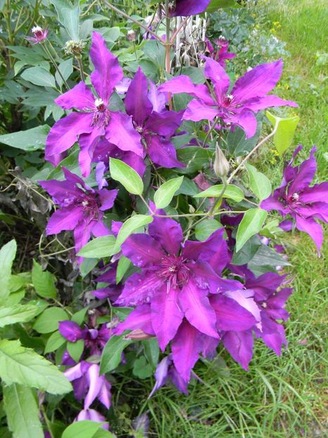 Fleuri - Clematite 2017