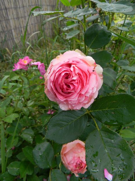 First lady - Trandafiri 2017