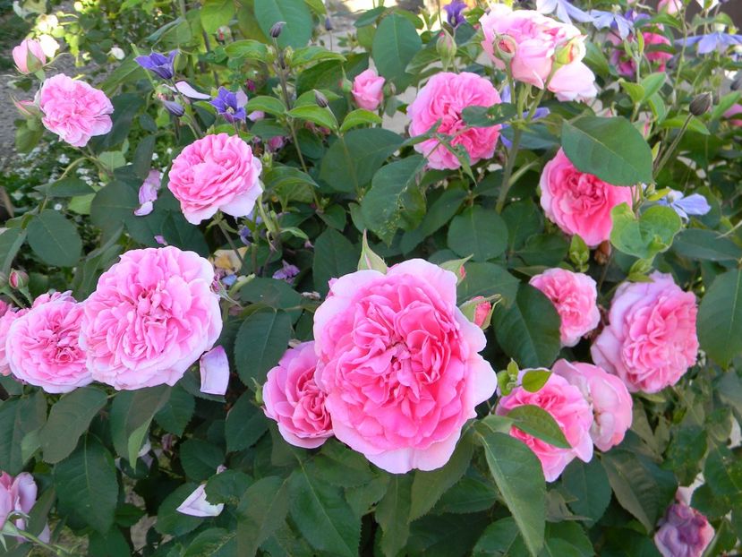 Gertrude Jekyll - Trandafiri 2017