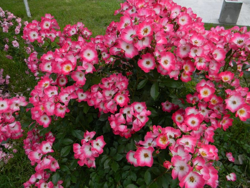 Bukavu - Trandafiri 2017