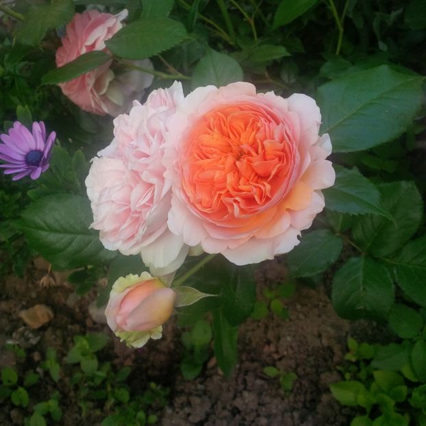 chippendale - trandafiri 2017