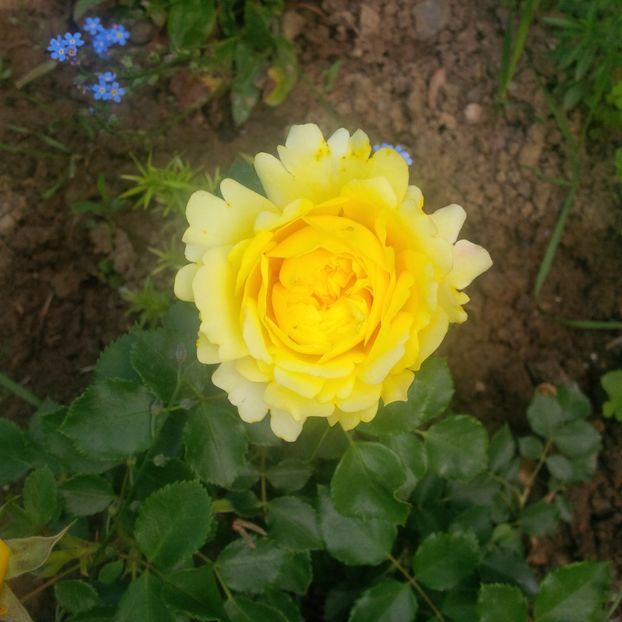 sun and the heart - trandafiri 2017