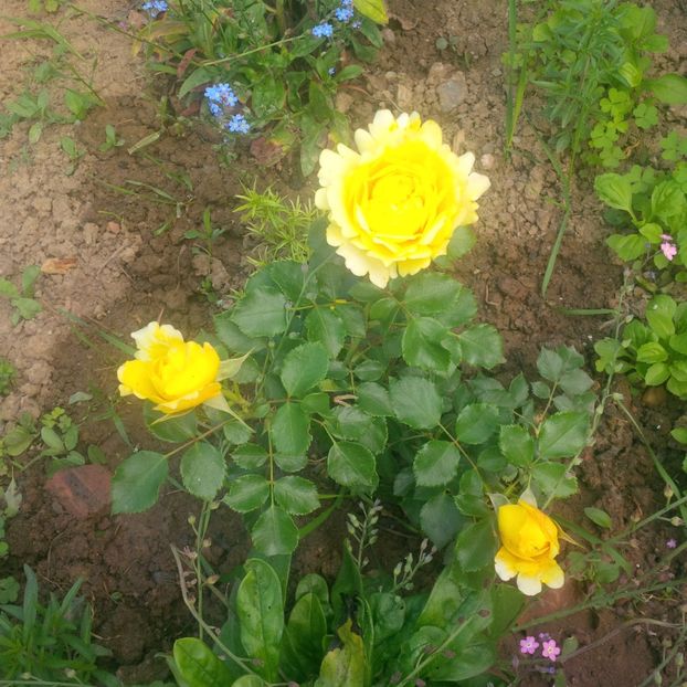 sun and the heart - trandafiri 2017