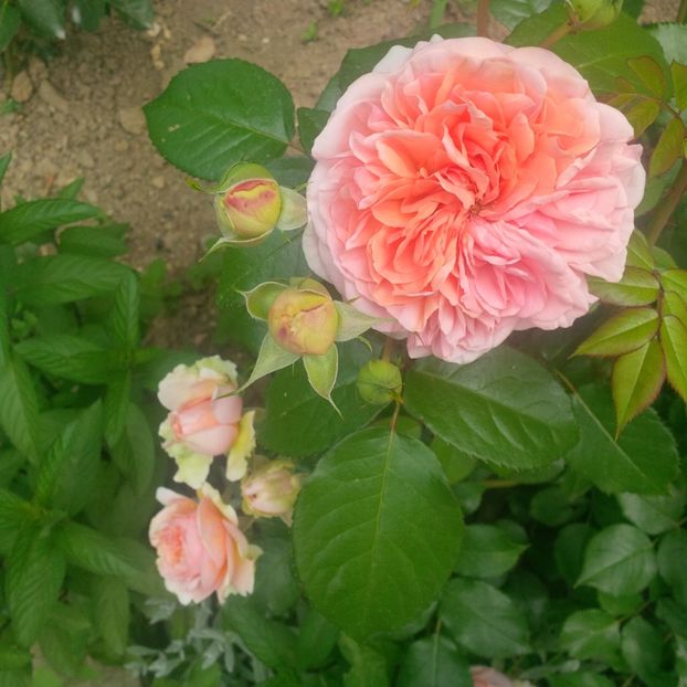 chippendale - trandafiri 2017