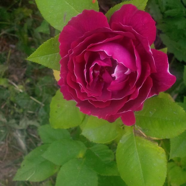 baron girod de l"ain - trandafiri 2017