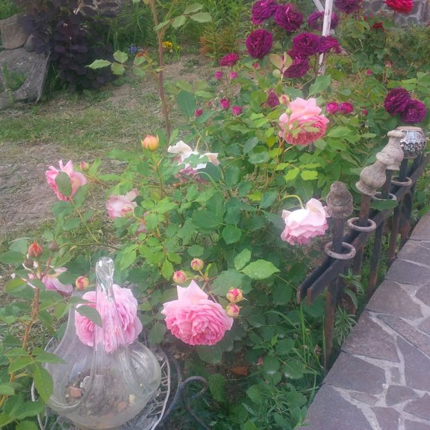 jubilee si tuskany - trandafiri 2017