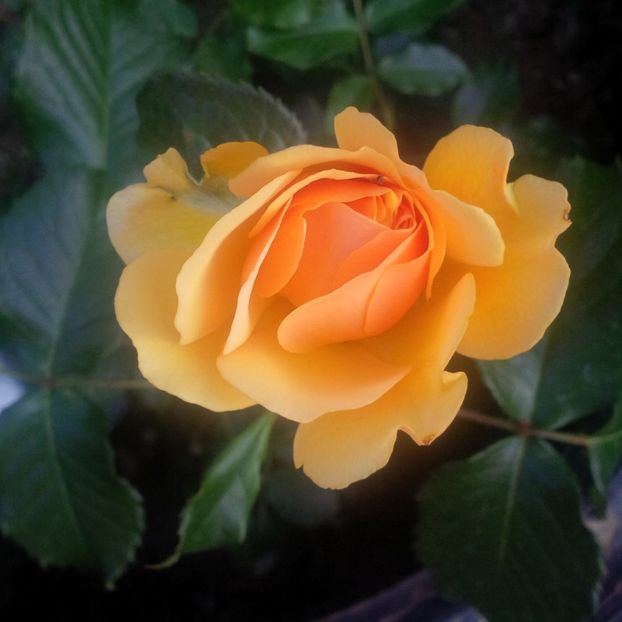 amber queen - trandafiri 2017