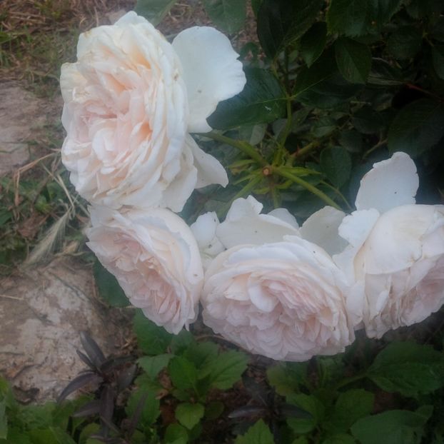 marton aron - trandafiri 2017