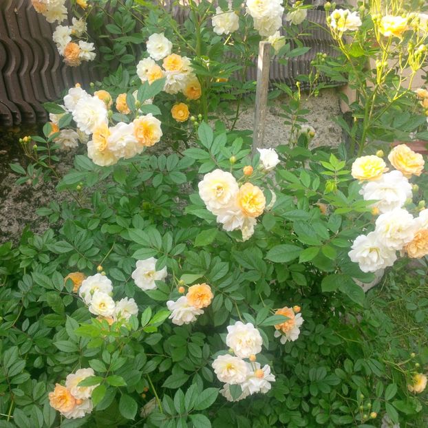 ghislaine de feligonde - trandafiri 2017