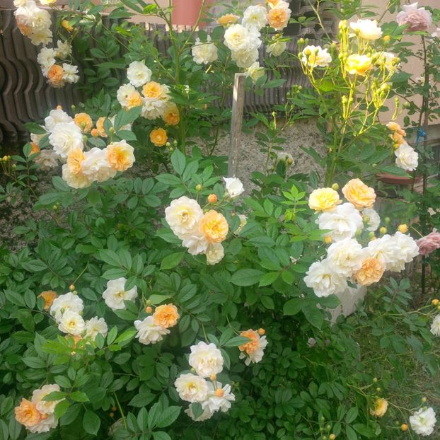 ghislaine de feligonde - trandafiri 2017