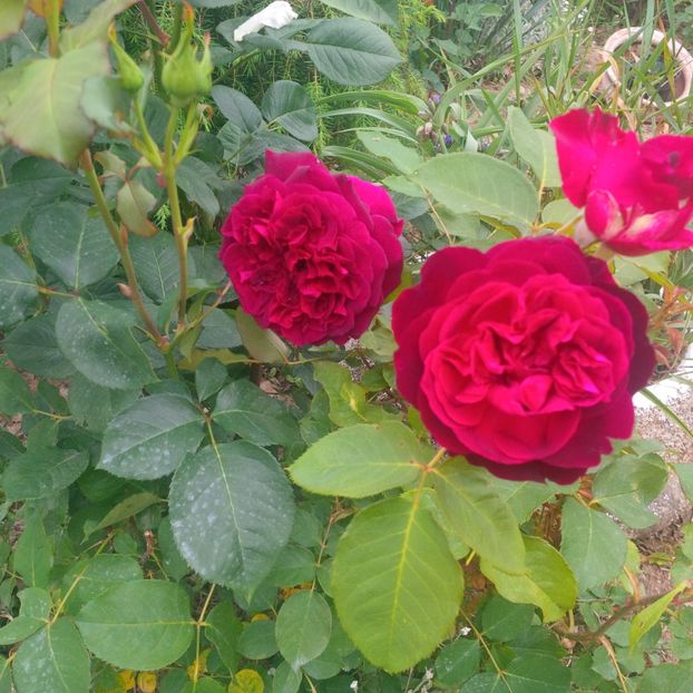 mw - trandafiri 2017