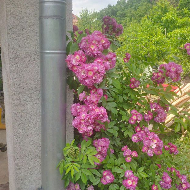 perennial blue - trandafiri 2017