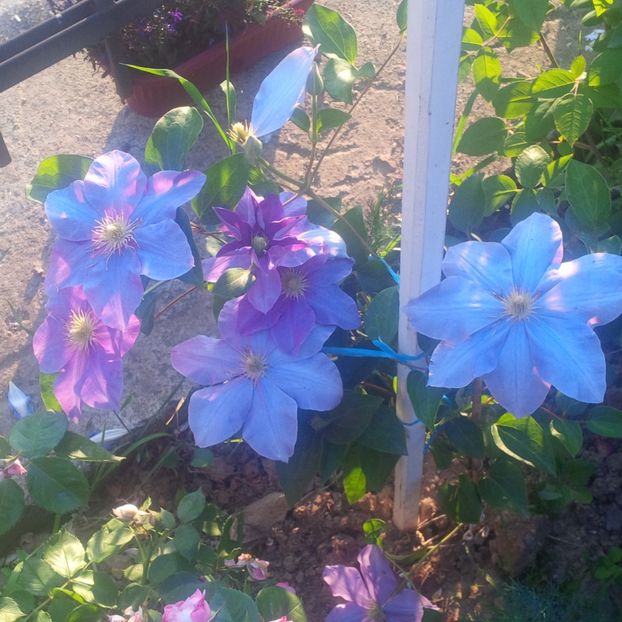 fujimusume - gradina iunie 2017