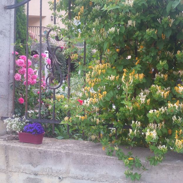  - gradina iunie 2017